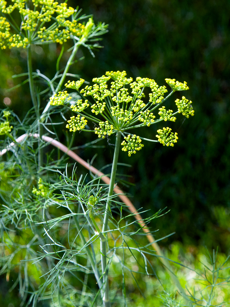 Fern Leaf Dill (Anethum graveolens)
The flower is an inflorescence called an umbel.  The tiny yellow organs are the flowers (florets)